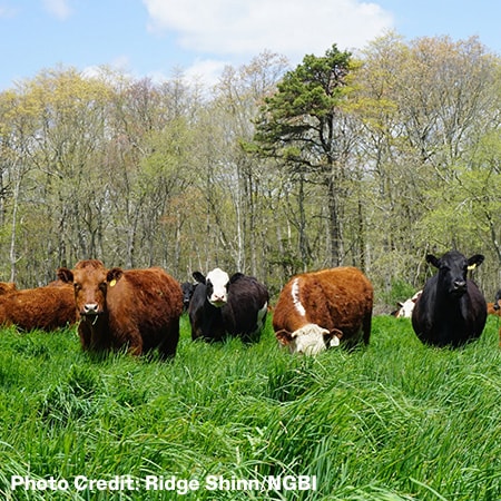 image of multiple cows grazing in a grassy field